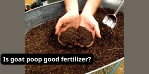 Is goat poop good fertilizer?