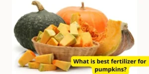 What is best fertilizer for pumpkins?