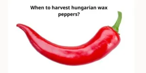 When to harvest hungarian wax peppers?