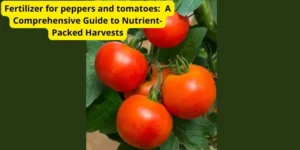 Fertilizer for peppers and tomatoes:  A Comprehensive Guide to Nutrient-Packed Harvests