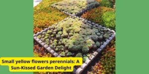 Small yellow flowers perennials: A Sun-Kissed Garden Delight