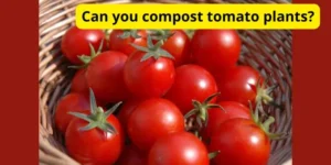 Can you compost tomato plants?