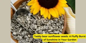 Teddy bear sunflower seeds: A Fluffy Burst of Sunshine in Your Garden