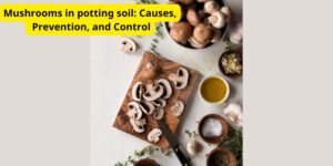 Mushrooms in potting soil: Causes, Prevention, and Control