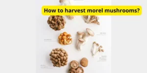 How to harvest morel mushrooms?