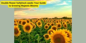 Double flower hollyhock seeds: Your Guide to Growing Majestic Blooms