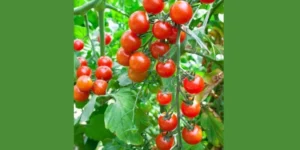 Fertilizer for peppers and tomatoes:  A Comprehensive Guide to Nutrient-Packed Harvests