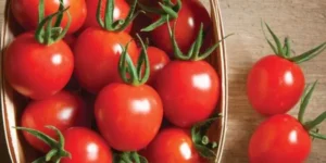 Can you compost tomato plants?