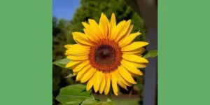 Teddy bear sunflower seeds: A Fluffy Burst of Sunshine in Your Garden