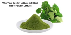 Why Your Garden Lettuce is Bitter? Tips for Sweet Lettuce